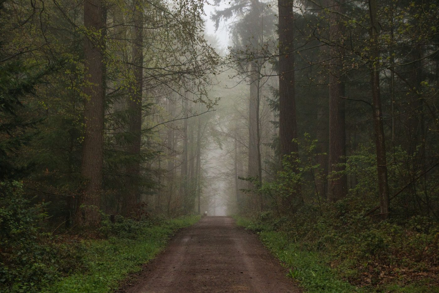 A misty path through trees, the end of it out of sight
